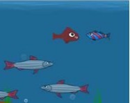 Fish day online